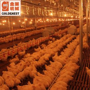 Système d'alimentation automatique à chaîne pour volailles, ligne d'alimentation à chaîne pour poules pondeuses, élevage de reproducteurs femelles - Product Image 4