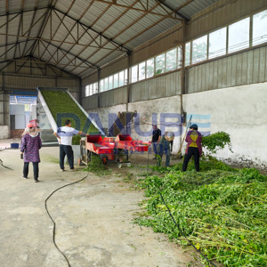 Séchoir professionnel à bande maillée pour feuilles de menthe poivrée, ligne de nettoyage et de séchage des feuilles de menthe poivrée - Product Image 5