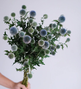 Flores frescas al por mayor cortadas <span class=keywords><strong>Echinops</strong></span> para decoración de flores de boda - Product Image 2