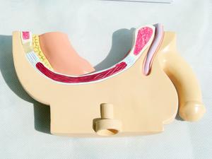 กายวิภาคของมนุษย์ต่อมลูกหมากเพศชายของผู้ป่วยต่อมลูกหมากของมนุษย์โครงสร้างกระเพาะปัสสาวะเป็นโรคสำหรับผู้ป่วยแพทย์ - Product Image 3