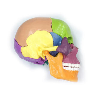 Modèle anatomique de crâne humain codé par couleur, en PVC, pour l'enseignement médical, l'exposition et l'éducation - Product Image 3