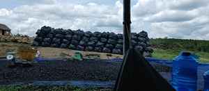 Charbon de bois de café de haute qualité du Vietnam, charbon noir en morceaux, produit de l'industrie chimique à partir de bois de café - Product Image 4