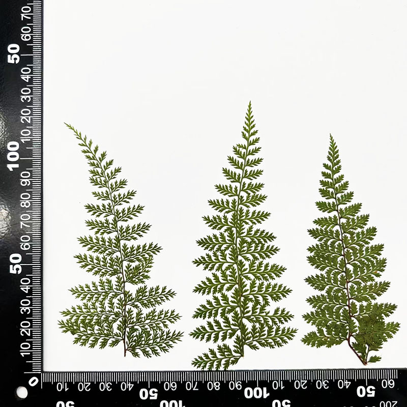 MH446 verde naturale 10-15cm