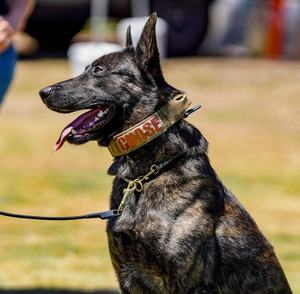 Pas de traction Martingale étranglement formation chiens dominants collier pour animaux de compagnie collier <span class=keywords><strong>dominant</strong></span> en gros pour chiens avec bouchon - Product Image 3