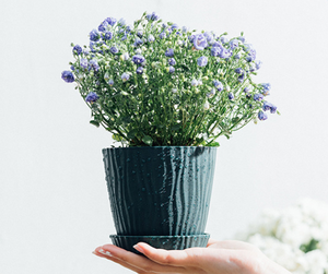 Venta directa de fábrica de nuevos <span class=keywords><strong>cactus</strong></span> suculentos con bandeja y maceta de plástico de aloe vera - Product Image 6