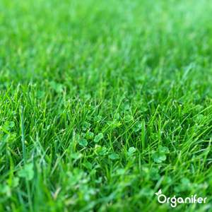 Micro Clover 1500 G 750 M2 Trébol Blanco Puro <span class=keywords><strong>para</strong></span> Césped, Macetas y Jardineras, Césped Artificial - Product Image 5