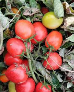 Gros Frais En Conserve pâte de tomate fabricants - Product Image 4