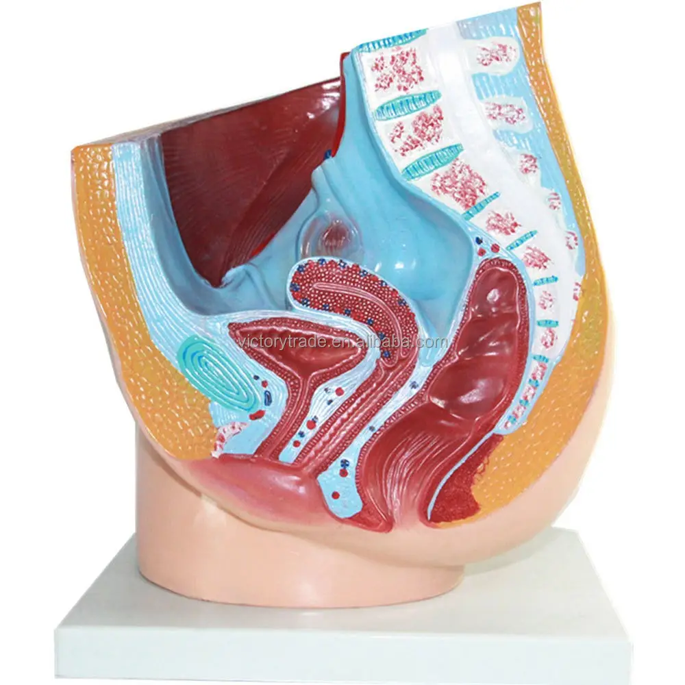 V-GF211210-3 modelo anatômico da cavidade pélvica feminina, seção sagittal do útero modelo vida