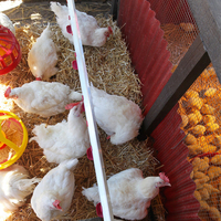 Mangeoires et abreuvoirs automatiques pour poulets de chair et animaux de race
