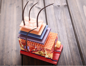 बच्चों के शैक्षिक मानव शरीर रचना विज्ञान शिक्षण ब्यूटी सैलून प्रदर्शन के लिए 19 भागों के साथ बड़े मानव त्वचा शरीर रचना मॉडल - Product Image 5