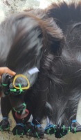 Cheveux humains bruts indiens de la meilleure qualité, extensions propres en lots provenant de fournisseurs/grossistes