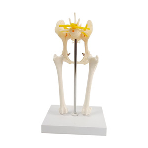 Modelo de articulación de cadera de perro, modelo de anatomía esquelética canina, modelo de construcción de textura de esqueleto, material didáctico para ganadería - Product Image 2