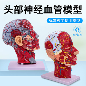 Modelo de cabeza y rostro humano con vasos sanguíneos cerebrales y nervios; anatomía del cuello; nervio facial, estructura de los vasos sanguíneos y los músculos. - Product Image 2