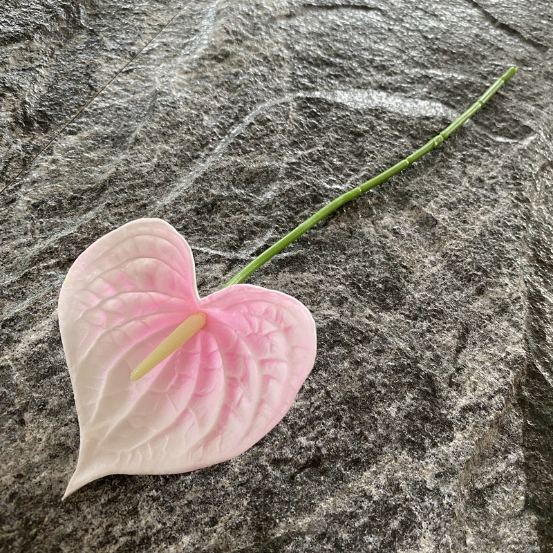 Rose blanc