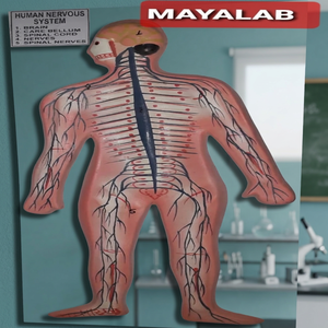 Modèle anatomique du système nerveux humain MAYALAB, corps entier, en PVC, à fixer au mur, pour la formation scientifique - Product Image 3