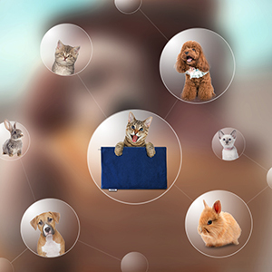 Tapis chauffant pour animaux de compagnie 40*30cm, lit pour animaux de compagnie, imperméable, réglable, coussin chauffant pour chat et chien - Product Image 5