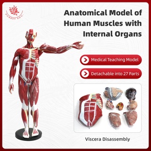 Science médicale 27 pièces 85cm FRT02906 modèle de torse <span class=keywords><strong>humain</strong></span> figure d'impression à la main modèle anatomique du <span class=keywords><strong>corps</strong></span> musclé - Product Image 2