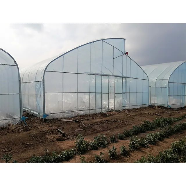 Invernadero de plástico agrícola de un solo tramo Nueva condición para granjas-Fabricado por expertos en invernaderos de túneles de película