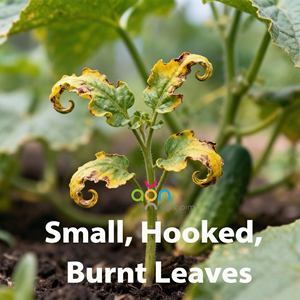 organique de bore de Calcium liquide organique de haute qualité <span class=keywords><strong>Engrais</strong></span> soluble dans l'eau <span class=keywords><strong>Engrais</strong></span> de bore de Calcium liquide - Product Image 4