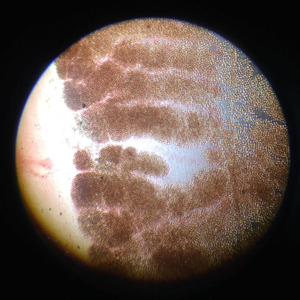 1 mảnh Taenia saginata mang thai proglottid W. M parasitology chuẩn bị Slide Nhà cung cấp - Product Image 3