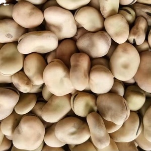 Nihewan Wholesale Dried Broad <strong>Bean</strong> Price Bulk <strong>Fava</strong> <strong>Beans</strong> for Sale - Product Image 2