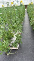 25*20 cm Sterke, duurzame, dubbelzijdige, milieuvriendelijke, langdurige, waterdichte, UV-bestendige insectenvanger voor boomgaarden