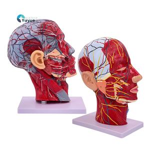 Modè<span class=keywords><strong>le</strong></span> d'anatomie faciale de <span class=keywords><strong>la</strong></span> <span class=keywords><strong>tête</strong></span> humaine avec les muscles des nerfs des vaisseaux sanguins du cerveau-pour <span class=keywords><strong>la</strong></span> dissection du cou et <span class=keywords><strong>la</strong></span> pratique de <span class=keywords><strong>la</strong></span> suture - Product Image 1
