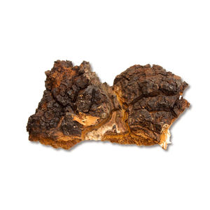 אספקת יצרן של תמצית פטריית צ'אגה, דוגמית חינם, אבקת תמצית פטריית אינונוטוס אובליקוס - Product Image 6