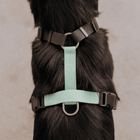2026 Premium Beschichtetes Macaron Hellgrünes Wasserdichtes H-Strap Hundehalsband Verstellbares Hundehalsband-Geschirr-Leinen-Set