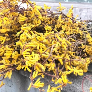 Flor preservada <span class=keywords><strong>de</strong></span> Yunnan, follaje eterno, <span class=keywords><strong>pata</strong></span> <span class=keywords><strong>de</strong></span> <span class=keywords><strong>canguro</strong></span>, plantas preservadas, Anigozanthos para arreglo floral - Product Image 5