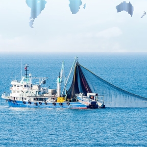 Salmão Rosa Congelado Premium 100% Natural do Alasca, Capturado na Natureza, Sem Pele, Sem Químicos, Porção de 10lb para Exportação - Product Image 6