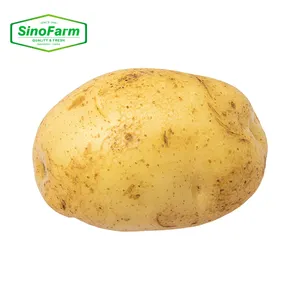 البطاطس الخضراء بطاطس زراعية خضروات بالجملة الصين شاندونغ مورد مصدر