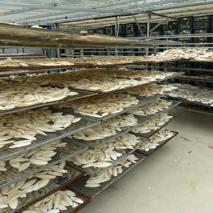 HOT SELL 2024 CUTTLEFISH BONE FROM VIETNAMESE SUPPLIER MANY SIZES at <b>CHEAP</b> PRICE - Product Image 1