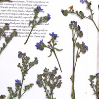 Rumput Bugloss Dengan Ranting Paket Campuran Seri Scrapbooking Resin Epoksi Tanaman Alami Ramah Lingkungan