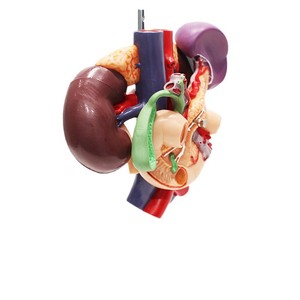 Modèle du rein, de l'aorte abdominale, du pancréas, de la rate et du duodénum ; outil pédagogique pour l'enseignement de l'anatomie digestive et urinaire. - Product Image 5