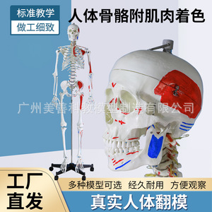 Modèle de squelette humain médical à corps entier de 170 cm avec coloration musculaire, structure anatomique des articulations pelviennes et du yoga - Product Image 3