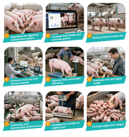 Probiotiques multi-souches à haute efficacité pour améliorer la survie des jeunes poussins de volaille, nutrition pour l'élevage