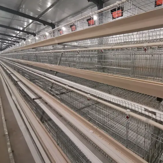 Environmental control poultry farm layer chicken house from factory directly supply