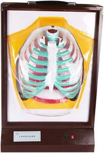 Sistema respiratorio humano modelo anatómico dinámico eléctrico 3D modelo de enseñanza biológica modelo de sistema respiratorio pulmonar - Product Image 6