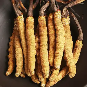 אבקת 1% 2% 3% 5% 8% Cordyceps Militaris פטריות תמצית Cordycepin סיטונאי מחיר בתפזורת Cordycepin