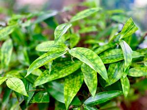 Dracaena Surculosa Gold Dust, Planta Ornamental con Hojas Tipo Bambú, 100 Unidades, Proveedor de Semillas Botánicas de Indonesia - Product Image 2