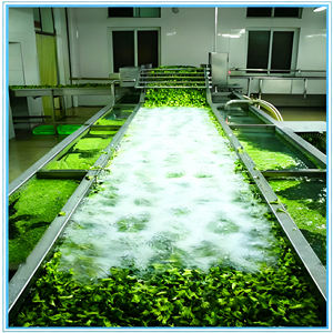 Ligne de tri industrielle pour le lavage des fruits et légumes-Laveuse de tomates avec fonction de séchage pour un usage commercial - Product Image 2