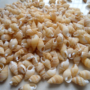 Conchas Marinas Naturales Miniatura al por Mayor, Conchas <span class=keywords><strong>de</strong></span> <span class=keywords><strong>Caracol</strong></span>/Trompeta para Decoración <span class=keywords><strong>de</strong></span> Bodas/Festivales/Fiestas - Product Image 4