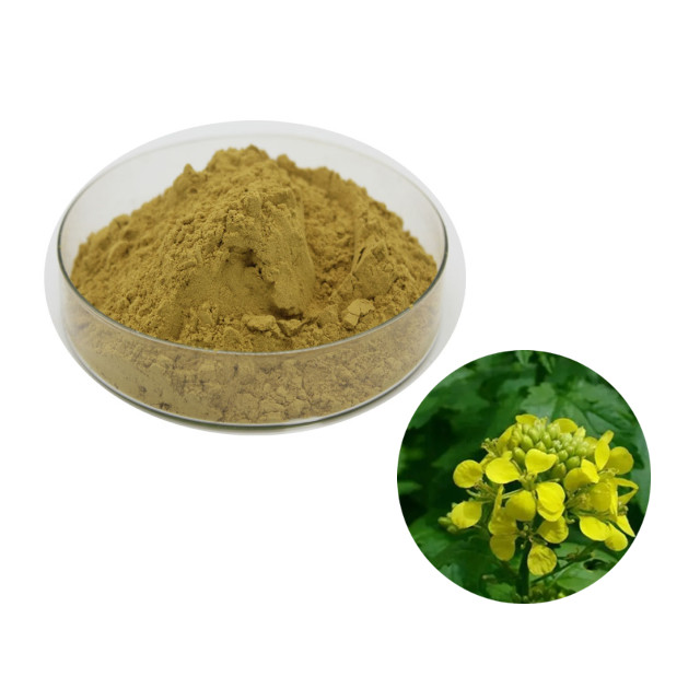 Hoge Kwaliteit 20:1 Mosterd Extract Poeder Brassica Alba Extract Poeder Mosterd Extract