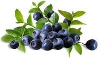 Oem Bosbessenpoeder Bosbessen Fruit Poeder Verrijkt Anthocyanine Poeder