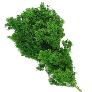Fiori Decorativi Preservati Asparagus Myriocladus Fiori Secchi Felce Ming - Product Image 1