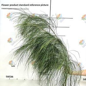 Ramas Frescas de <span class=keywords><strong>Pino</strong></span> <span class=keywords><strong>Casuarina</strong></span> Equisetifolia, Flores Verdes para Bodas y Paisajismo, Flores Pequeñas al por Mayor - Product Image 3