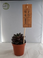 NIF Prix attractif nouveau type étiquettes de plantes de jardin en gros étiquette de jardin en bambou personnalisée