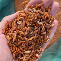 Gammarus séché au soleil