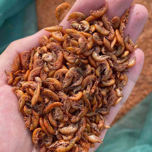 <span class=keywords><strong>Gammarus</strong></span> secado al sol - Product Image 6
